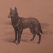 画像2: PASS~PORT.  " KELPIE TEE " - DUSTY BROWN (2)
