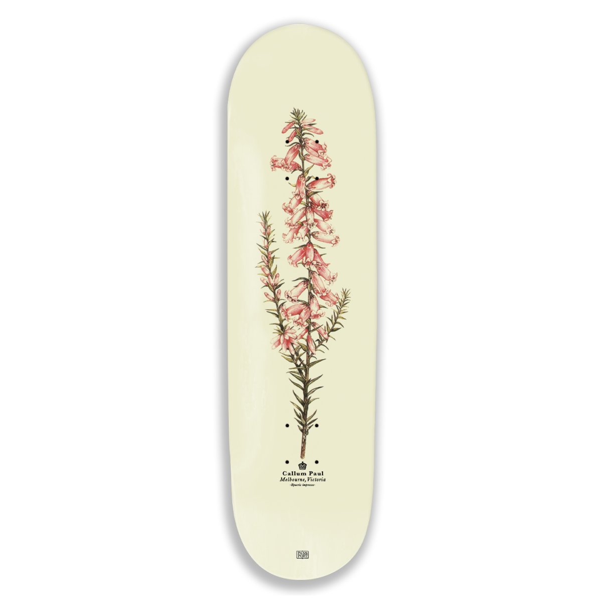 画像1: PASS~PORT | PRO REISSUES PINK HEATH Callum Paul - 8.25inch (1)